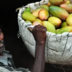 Japan Bans Indian Mangoes After 20 Years. Food Officials Found This