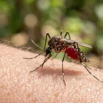 Strong Mosquito Army To Fight